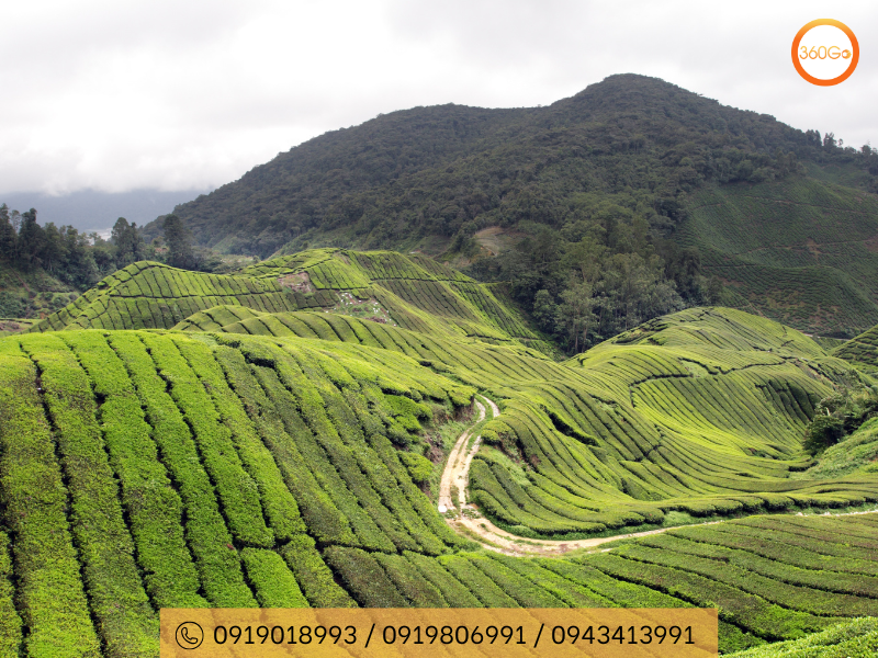 Cameron Highland có khí hậu mát mẻ và đất đai màu mỡ - Du lịch 360Go